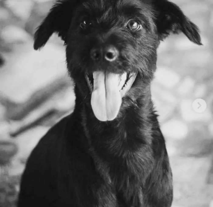 Cachorro ra a Labrador com Schnauzer  idade 1 ano nome Tobias