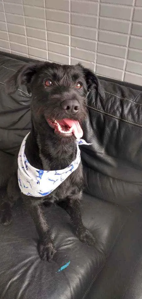 Cachorro ra a Labrador com Schnauzer  idade 1 ano nome Tobias