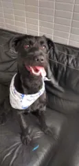 Tobias