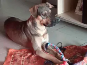 Cachorro raça SRD idade 1 ano nome Mob
