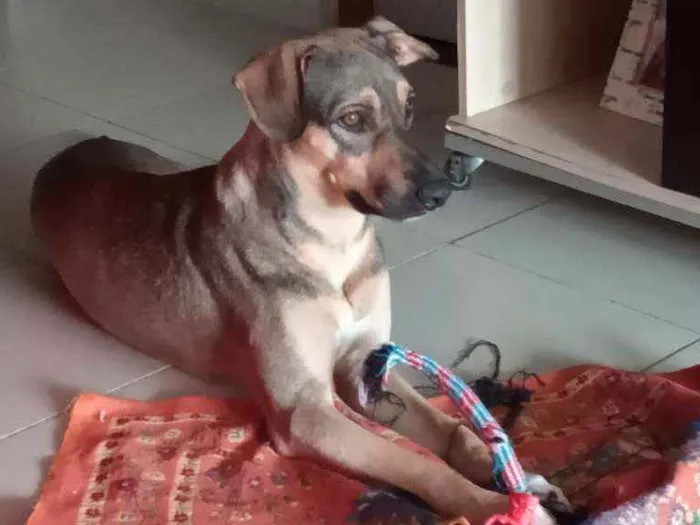Cachorro ra a SRD idade 1 ano nome Mob