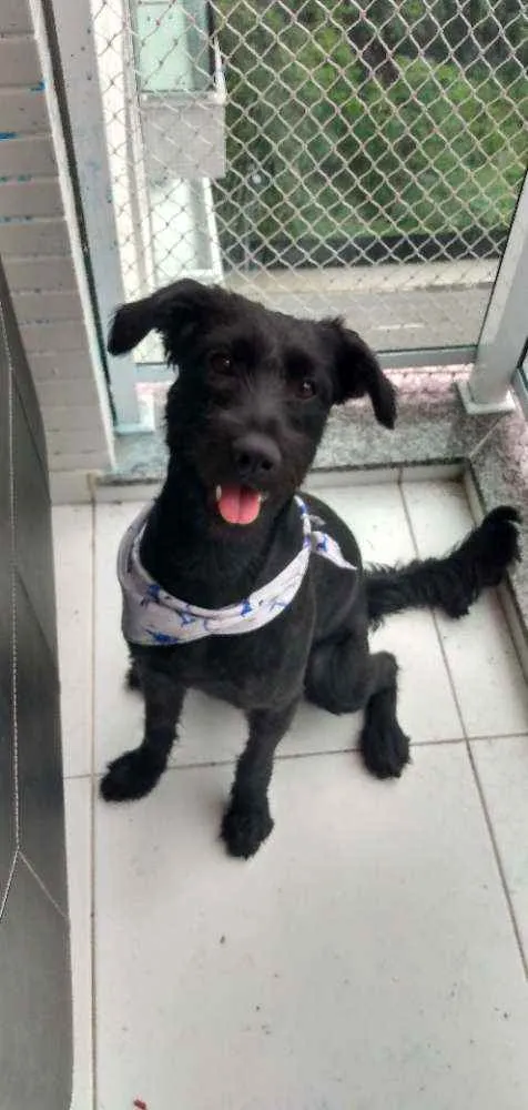 Cachorro ra a Labrador com Schnauzer  idade 1 ano nome Tobias