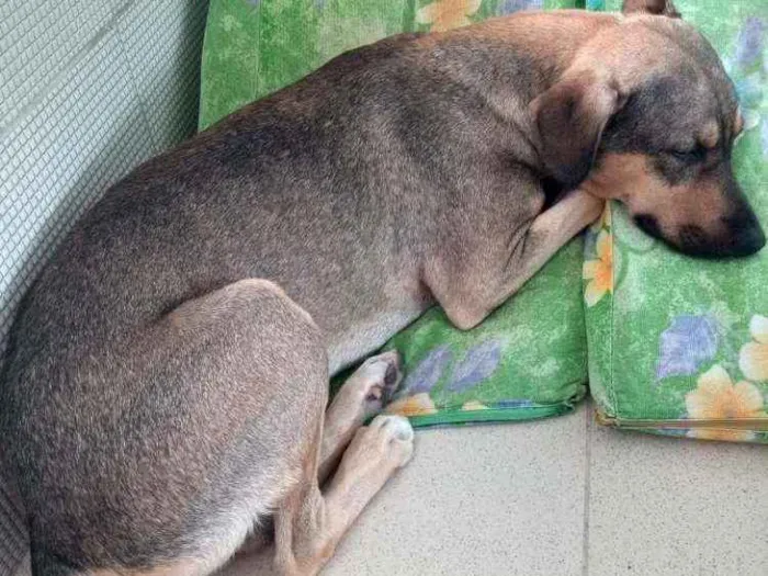 Cachorro ra a SRD idade 1 ano nome Mob