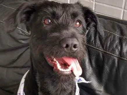 Cachorro ra a Labrador com Schnauzer  idade 1 ano nome Tobias
