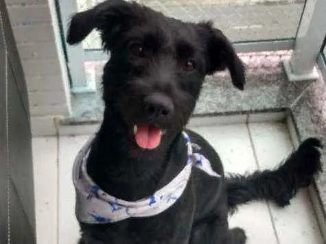 Cachorro ra a Labrador com Schnauzer  idade 1 ano nome Tobias