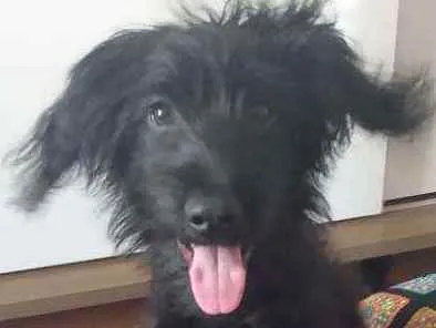 Cachorro ra a Labrador com Schnauzer  idade 1 ano nome Tobias