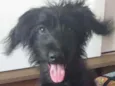 Tobias