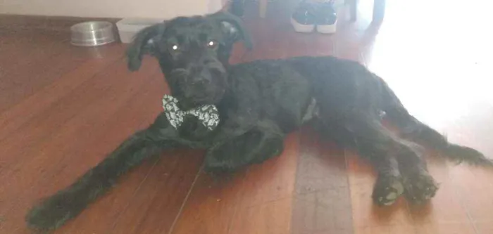 Cachorro ra a Labrador com Schnauzer  idade 1 ano nome Tobias