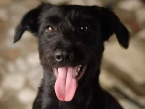 Cachorro raça Labrador com Schnauzer  idade 1 ano nome Tobias