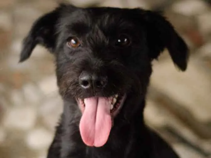 Cachorro ra a Labrador com Schnauzer  idade 1 ano nome Tobias