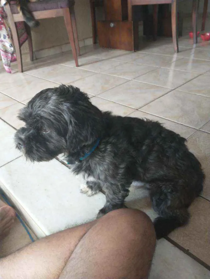 Cachorro ra a Poodle idade 1 ano nome Mojito