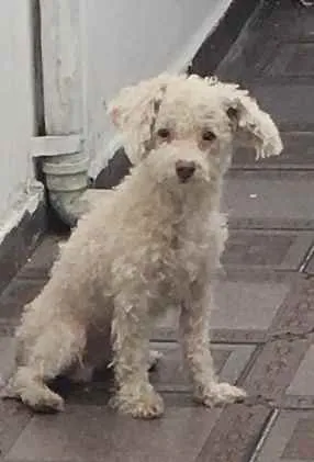 Cachorro ra a POODLE idade 3 anos nome LINO