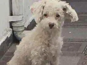 Cachorro ra a POODLE idade 3 anos nome LINO