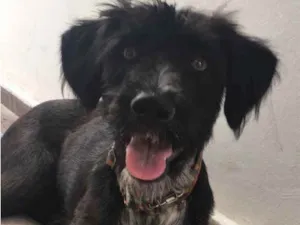 Cachorro raça Mesclada idade 1 ano nome LARA