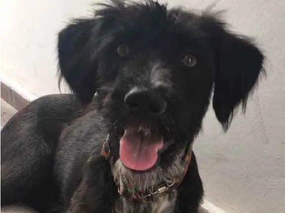 Cachorro ra a Mesclada idade 1 ano nome LARA