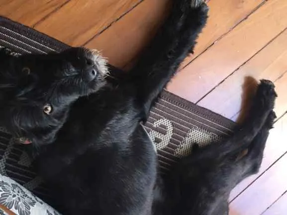 Cachorro ra a Mesclada idade 1 ano nome LARA