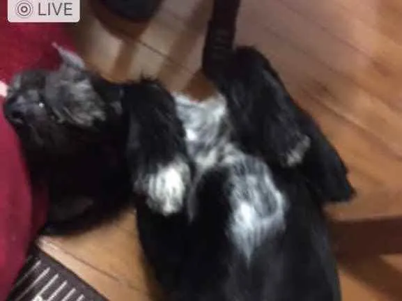 Cachorro ra a Mesclada idade 1 ano nome LARA