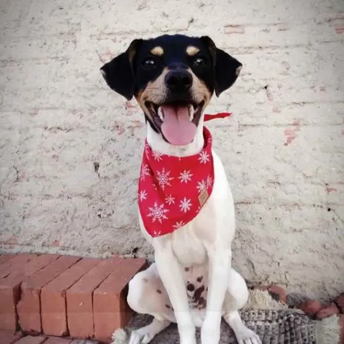 Cachorro ra a Fox Paulistinha idade 2 anos nome Lipe