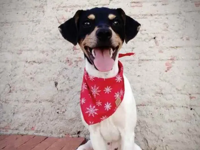 Cachorro ra a Fox Paulistinha idade 2 anos nome Lipe