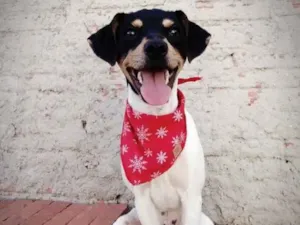 Cachorro raça Fox Paulistinha idade 2 anos nome Lipe