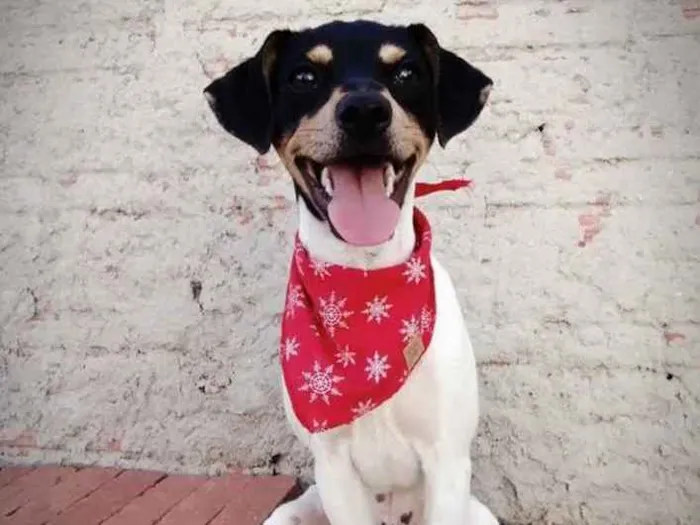 Cachorro ra a Fox Paulistinha idade 2 anos nome Lipe