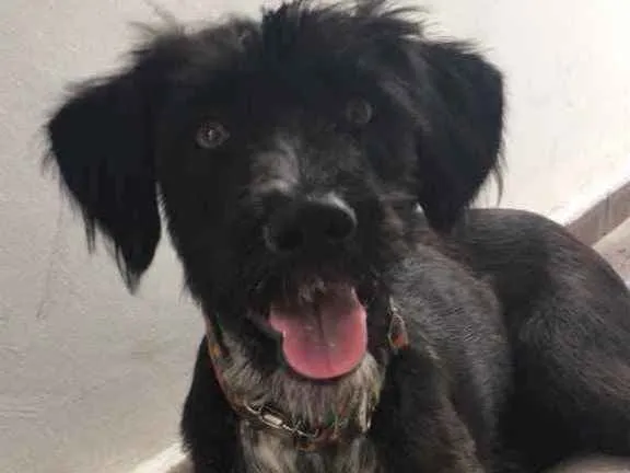 Cachorro ra a Mesclada idade 1 ano nome LARA