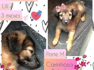 Cachorro raça SRD idade 2 a 6 meses nome Lili 