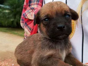 Cachorro raça Srd idade Abaixo de 2 meses nome Filhotinho
