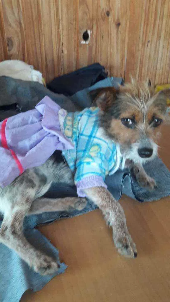 Cachorro ra a SRD idade 2 anos nome Bibi perigosa