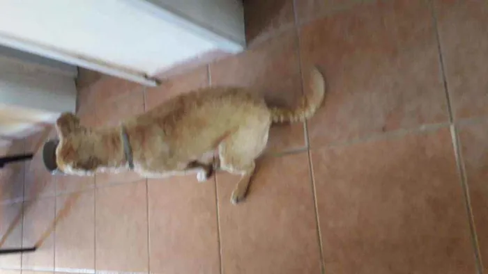 Cachorro ra a Sem raca definida idade 5 anos nome Caramelo