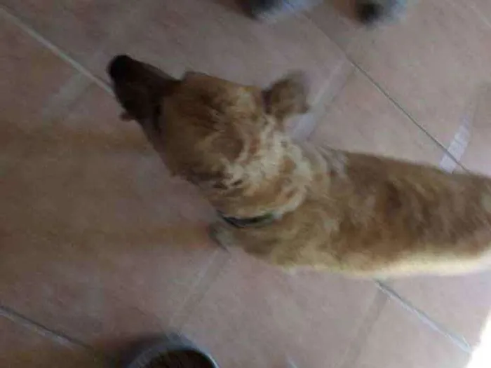 Cachorro ra a Sem raca definida idade 5 anos nome Caramelo