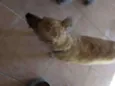 Caramelo