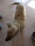 Caramelo