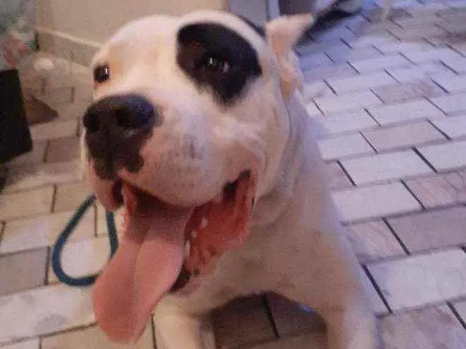 Cachorro ra a Dogo Argentino idade 7 a 11 meses nome Luke