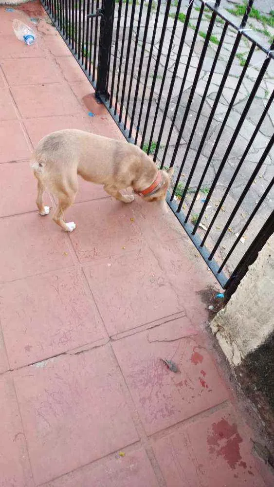 Cachorro ra a Sem raca definida idade 2 anos nome Pitoco