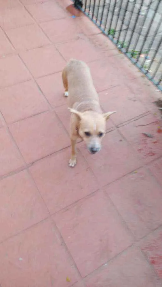 Cachorro ra a Sem raca definida idade 2 anos nome Pitoco