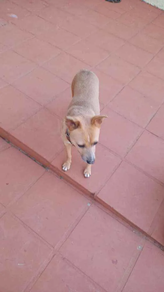 Cachorro ra a Sem raca definida idade 2 anos nome Pitoco