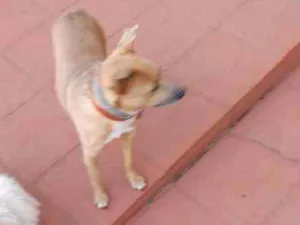 Cachorro raça Sem raca definida idade 2 anos nome Pitoco