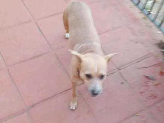 Cachorro ra a Sem raca definida idade 2 anos nome Pitoco