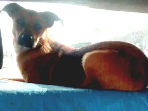 Cachorro raça Vira lata idade 2 a 6 meses nome Belinha