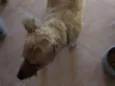Caramelo