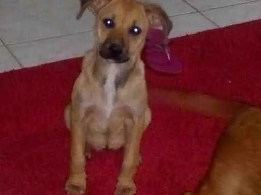 Cachorro ra a Vira lata idade 2 a 6 meses nome Belinha