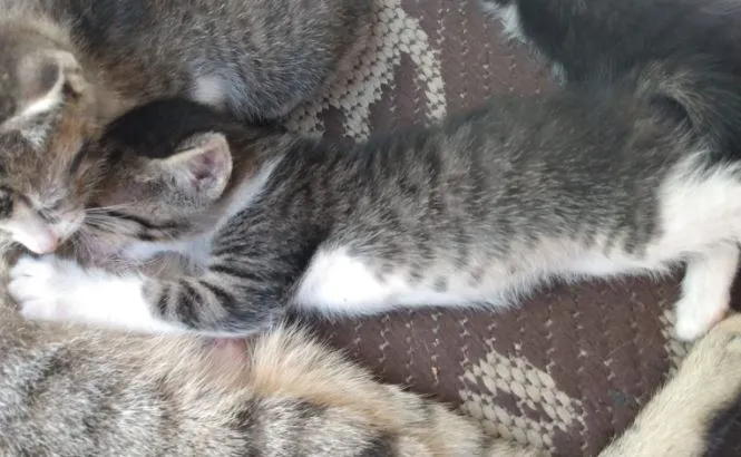 Gato ra a Indefinida idade Abaixo de 2 meses nome Sem nomes