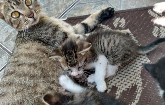 Gato ra a Indefinida idade Abaixo de 2 meses nome Sem nomes