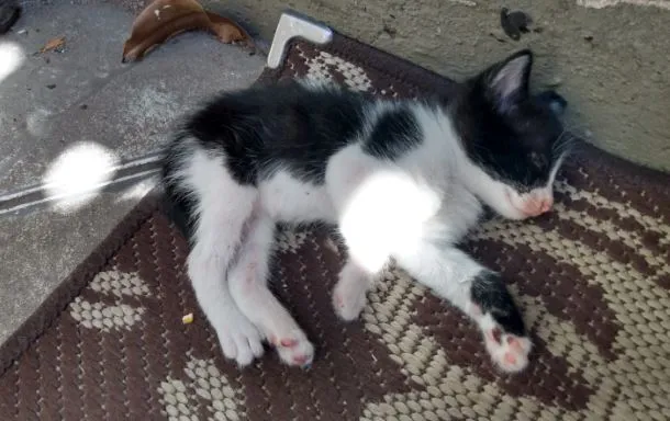 Gato ra a Indefinida idade Abaixo de 2 meses nome Sem nomes