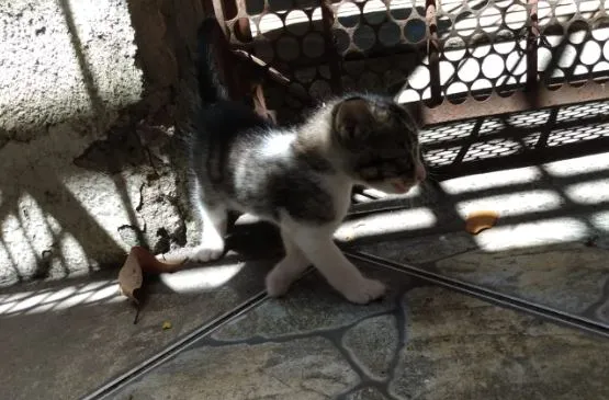 Gato ra a Indefinida idade Abaixo de 2 meses nome Sem nomes