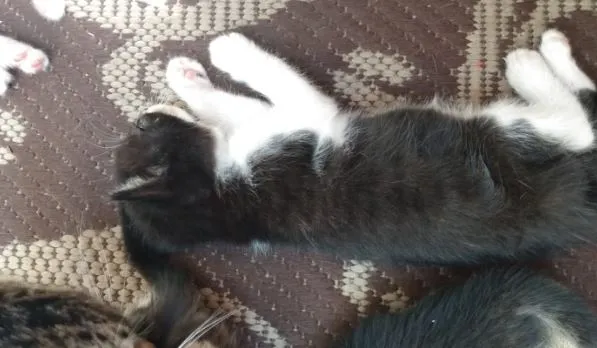 Gato ra a Indefinida idade Abaixo de 2 meses nome Sem nomes