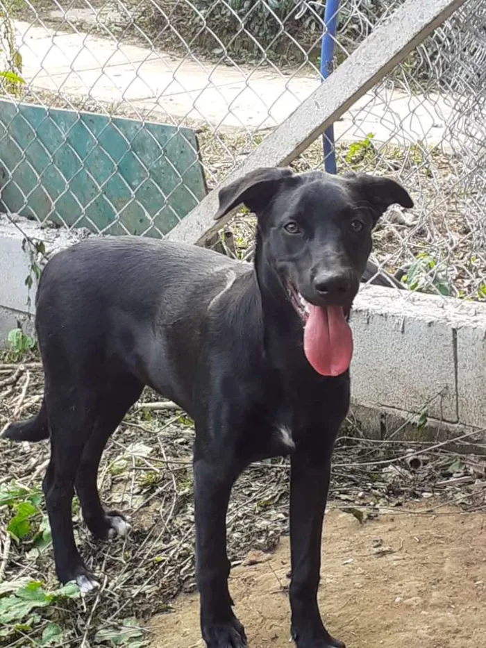 Cachorro ra a SRD-ViraLata idade 7 a 11 meses nome Apollo