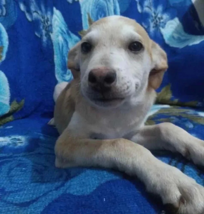 Cachorro ra a SRD idade 2 a 6 meses nome Dino 