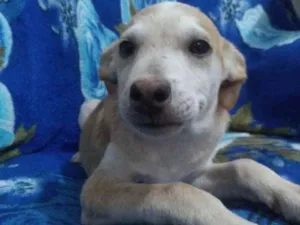 Cachorro raça SRD idade 2 a 6 meses nome Dino 
